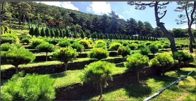 청솔수목원 (청솔수목장) 사진 3