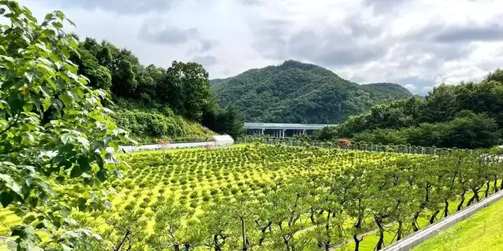 남서울 가족공원 사진 4